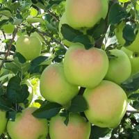 شش-هکتار-باغ-میوه-زنجان-سلطانیه