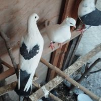 یک عدد تیکه پاره|پرنده|رشت, جانبازان|دیوار