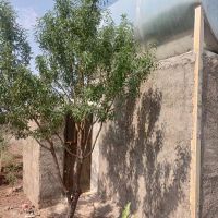 فروش-باغ