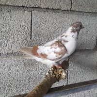 کبوتر|پرنده|ماکو, |دیوار