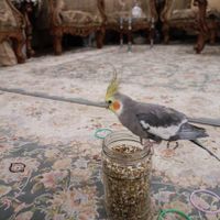 عروس هلندی نر گمشده|حیوانات|تهران, کرمان|دیوار