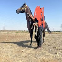نریون عرب دوسر وارداتی|اسب و تجهیزات اسب‌سواری|تهران, آبشار|دیوار