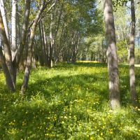 فروش-زمین-تجاری