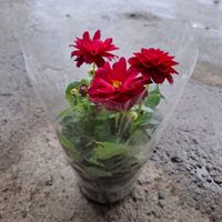 گل اپارتمانی و گلدار|گل و گیاه طبیعی|لوندویل, |دیوار