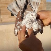 کفتر کبوتر پرشی|پرنده|تهران, آذری|دیوار