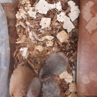 فروش عمده همستر (پرورشی و انگل تراپی شده)|موش و خرگوش|تهران, خواجه نظام الملک|دیوار