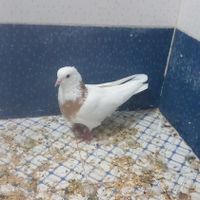 طوقی زرد ماده|پرنده|بافق, |دیوار