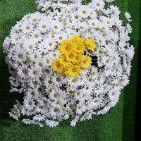 گل بابونه مارگریت مصنوعی برگ گیاه|گل مصنوعی|تهران, خانی‌آباد|دیوار