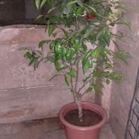 درختچه نارنج|گل و گیاه طبیعی|تهران, جوادیه تهرانپارس|دیوار