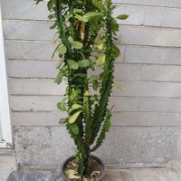 گل آفروبیا|گل و گیاه طبیعی|تهران, نعمت‌آباد|دیوار