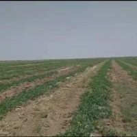 165هکتار-زمین-کشاورزی-قزوین-با2حلقه-چاه-آب-برقی