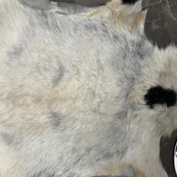 پوست بز کوهی|لوازم جانبی حیوانات|تهران, سعادت‌آباد|دیوار