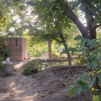 فروش-باغ-انگور-و-گردو-مراغه-روستای-خرمازرد