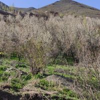 باغ گیلاس زشک 1500 متر|فروش زمین و ملک کلنگی|مشهد, راهنمایی|دیوار