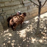 دو عدد بره ی جوان و بازیگوش|حیوانات مزرعه|کرج, کمال‌شهر|دیوار
