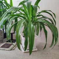 سوسن عنکبوتی ( برگ موزی )|گل و گیاه طبیعی|تهران, نظام‌آباد|دیوار
