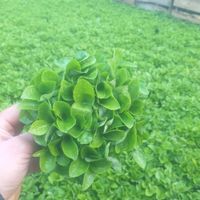 سبزه بهار نارنج|گل و گیاه طبیعی|تهران, عبدل‌آباد|دیوار