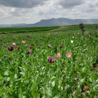 زمین-اجاره-ای