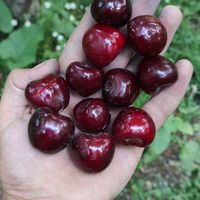 باغ گیلاس زشک 1500 متر|فروش زمین و ملک کلنگی|مشهد, راهنمایی|دیوار