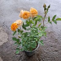 گل اپارتمانی و گلدار|گل و گیاه طبیعی|لوندویل, |دیوار