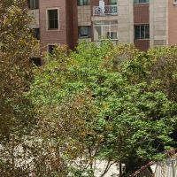 دوخواب-سند-تک-برگ-همکف