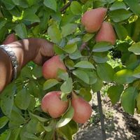فروش بهترین نهال های بن دار یک تا پنج ساله|خدمات باغبانی و درختکاری|اصفهان, احمدآباد|دیوار