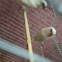 کوتوله آلبینو|پرنده|سراوان, |دیوار