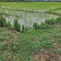 استخر-پرورش-ماهی