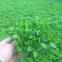 سبزه بهار نارنج|گل و گیاه طبیعی|تهران, عبدل‌آباد|دیوار