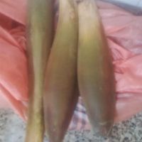 پنیرک نخل یمار جمار گرده طلع لقاح نخل خرما نهال|خوردنی و آشامیدنی|اهواز, کوت عبدالله|دیوار