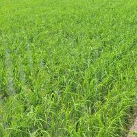 فروش-شالیزار