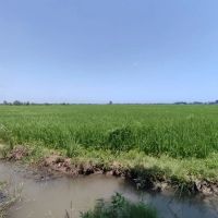 1600متر-بیجار-چسبیده-جاده-آسفالت-املاک-نوید