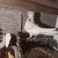 خال سرور نرو ماده عالی|پرنده|تنکابن, |دیوار