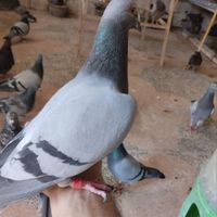 کبوتر پلاکی به شرط و ضمانت همه چیز|پرنده|اصفهان, قائمیه|دیوار