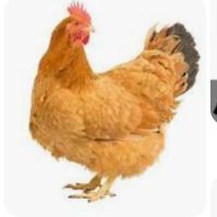 اجاره-مرغداری-گوشتی