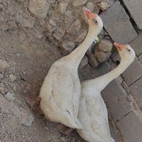 قو غاز دوتاش ماده ،،۱۳ عدد خروس  محلی|حیوانات مزرعه|شاهرود, |دیوار