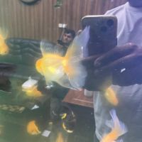 گلدفیش|ماهی|تهران, اکباتان|دیوار