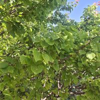باغ|فروش زمین و ملک کلنگی|قم, انسجام|دیوار