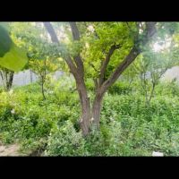 350متر-30بنا-قدیمی-کردزار