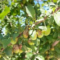 اصلاح خاک و درختها وبرگها و زمینهای زراعی|خدمات باغبانی و درختکاری|اصفهان, باغ فدک|دیوار