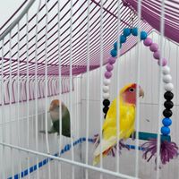 طوطی برزیلی|پرنده|رشت, شهرک قدس|دیوار