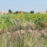 فروش-زمین-کشاورزی-حمیدیه-دهکدجاده-پایین