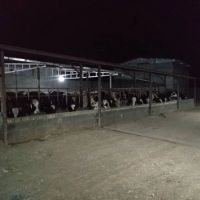 گاوداری-50-راسی-صنعتی-1800متر