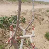 درخت کاری و پیوند پسته|خدمات باغبانی و درختکاری|اصفهان, آبشار|دیوار