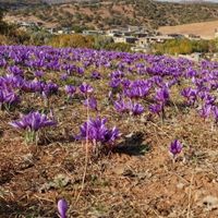 زعفران اعلا در جه یک به شرط|خوردنی و آشامیدنی|تهران, جوادیه تهرانپارس|دیوار