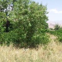 باغ در روستای هستیجان|فروش زمین و ملک کلنگی|دلیجان, |دیوار