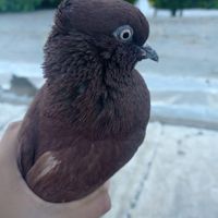 کبوتر|پرنده|الشتر, |دیوار