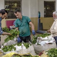 چای سیاه و سبز زرین صادراتی واقعی لاهیجان|خوردنی و آشامیدنی|تهران, مولوی|دیوار