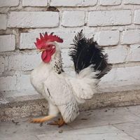 مرغ وخروس جوان و زیبا جاپنیز اصل|حیوانات مزرعه|تهران, پلیس|دیوار