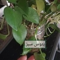 مجموعه سه تایی گیاه پتوس|گل و گیاه طبیعی|تهران, جنت‌آباد جنوبی|دیوار